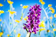 Orchidee und blauer Himmel von Dennis Venema Miniaturansicht