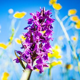Orchidee en blauwe lucht van Dennis Venema