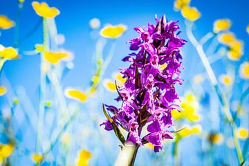 Orchidee en blauwe lucht van Dennis Venema