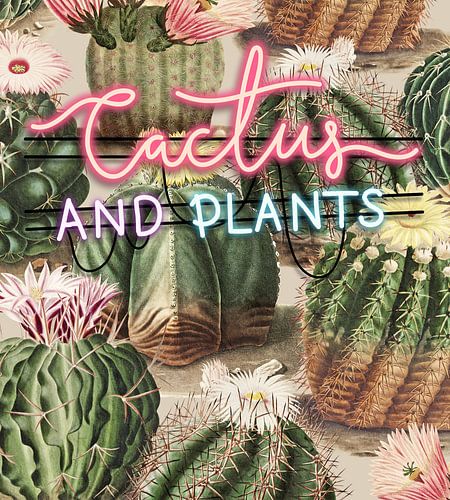 Cactus & Plants