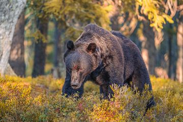 Bruine beer in het Finse Taiga bos van Tim Vrijlandt