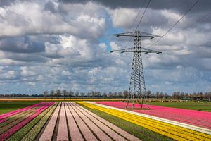 Hochspannungsmast inmitten von Tulpen