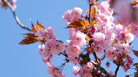 Cherry Blossom by Kirsten Warner