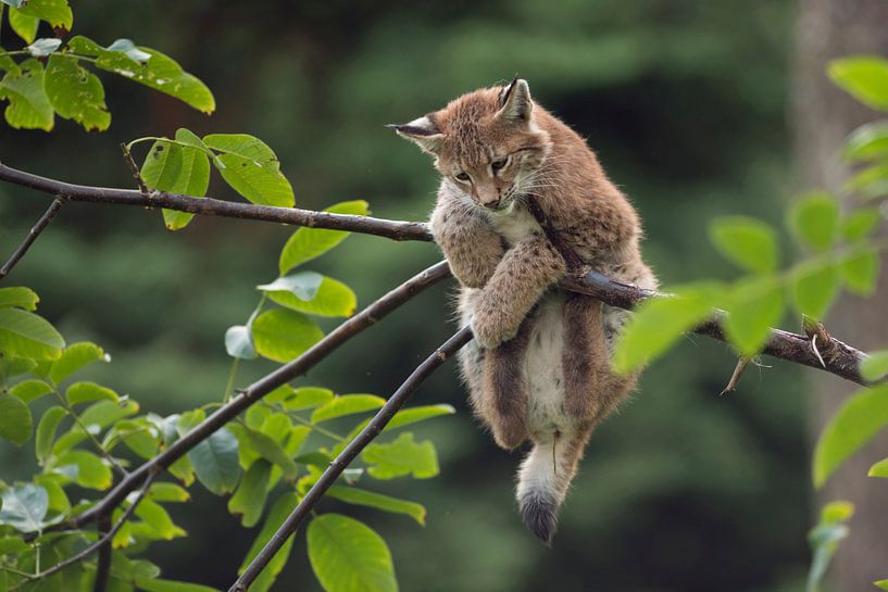 Eurasian Lynx / Eurasischer Luchs ( Lynx lynx ), cute young cub, little kitten in distress / playing by wunderbare Erde