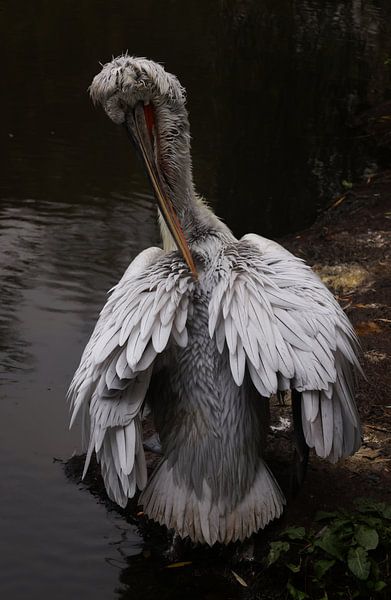 pélican par sofie van den Nouland