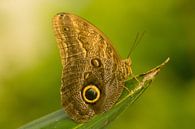 Butterfly in Artis by Harm-Jan Tamminga thumbnail