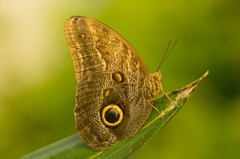 Schmetterling in Artis