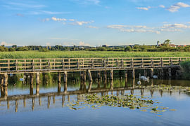 The Federseesteg near Bad Buchau in the district of Biberach, Baden-Württemberg by BlattArt - Christine Horn