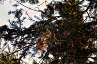 The active squirrel