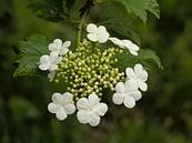 witte bloemen van een gelderse roos van Kristof Lauwers thumbnail