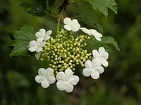 witte bloemen van een gelderse roos
