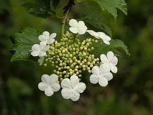 weiße Blüten einer Guldenrose