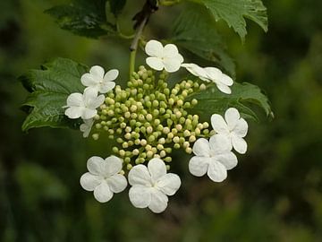 witte bloemen van een gelderse roos