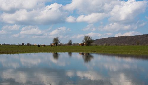 Konik paarden bij de Blaauwe kamer