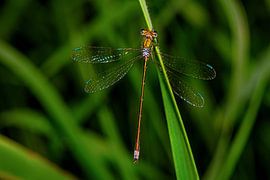 _DSC8473 von Bart Verdijk