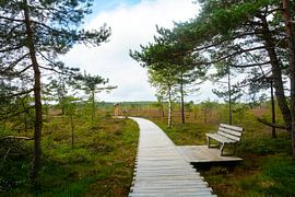 On the way in the moor by Claudia Evans