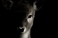 portretfoto hert / deer van Blanchette van Hooren thumbnail