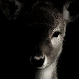 portretfoto hert / deer van Blanchette van Hooren