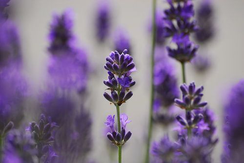 Lavendel