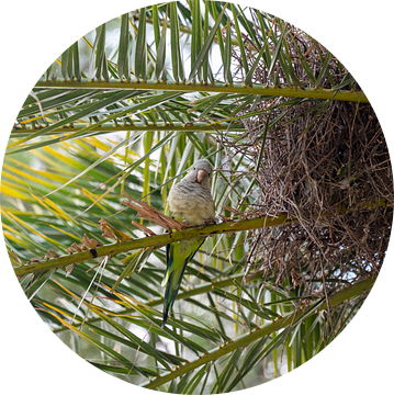Parkiet in Parque Güell, Barcelona, Spanje