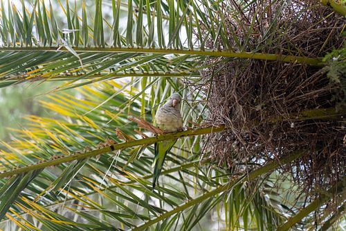 Parkiet in Parque Güell, Barcelona, Spanje