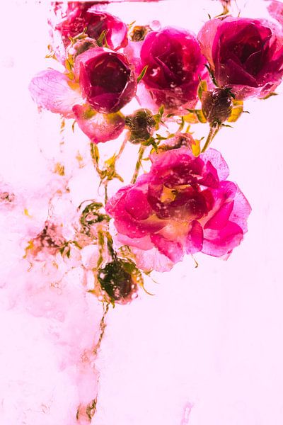 Kleine roos in ijs 2 roze van Marc Heiligenstein