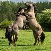 Strolling Konik horses in Flevoland. by Gerry van Roosmalen