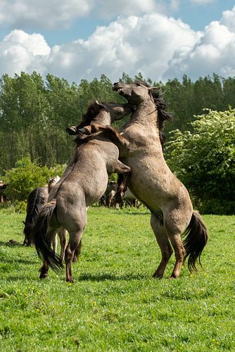 Stoeiende Konikspaarden in Flevoland.