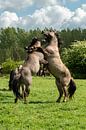 Spaziergang mit Konik-Pferden in Flevoland. von Gerry van Roosmalen Miniaturansicht