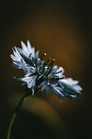 A white flower