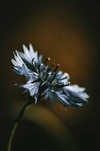 Une fleur blanche sur Pixel4ormer