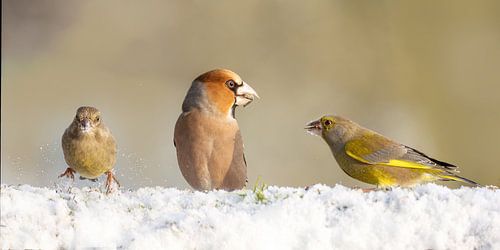 Appelvink ontmoet Groenling