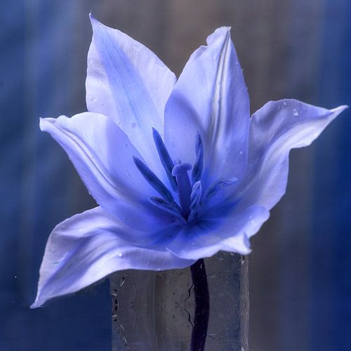 Tulipes bleues dans un vase