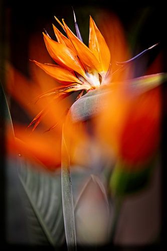 Strelitzia