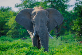 Éléphant