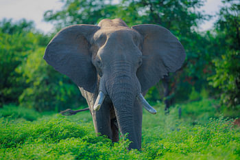Elefant
