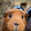 Lieve Nikki! van Reversepixel Photography