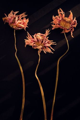 Dried Gerberas in warm autumn light