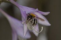 Hommel