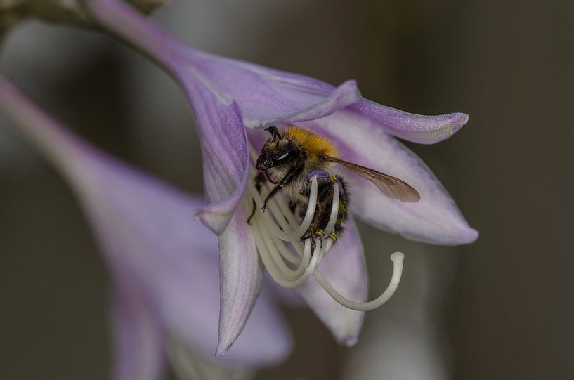 Hommel par Ludo Beckers