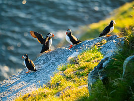 Eine Gruppe Papageientaucher in der Abendsonne von Willemijn Wolthaus