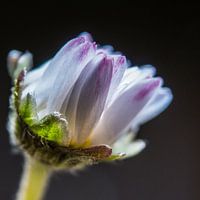 Bloemknop