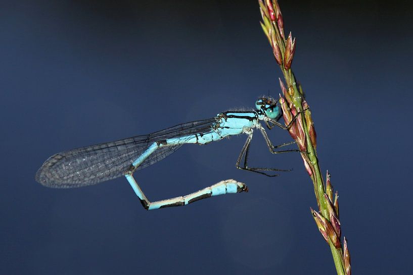 damselfly by Antwan Janssen