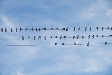 Swallows on a power line in in Puyuhuapi on the carretera austral. by Kevin Pluk