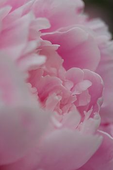 Mooie 2 kleurige pioenroos