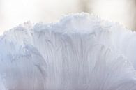 De baard van Koning Winter van Danny Slijfer Natuurfotografie thumbnail