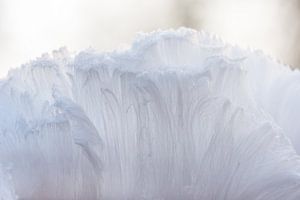 La barbe du roi Winter