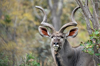 Auge in Auge mit dem Kudu