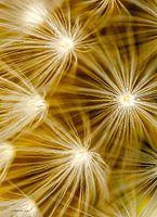 fireflower 2