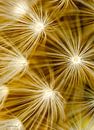 fireflower 2 by Henry van Schijndel thumbnail